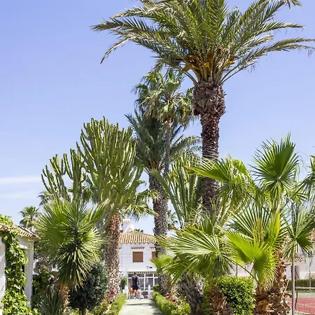 Pink Palm Торрев'єха